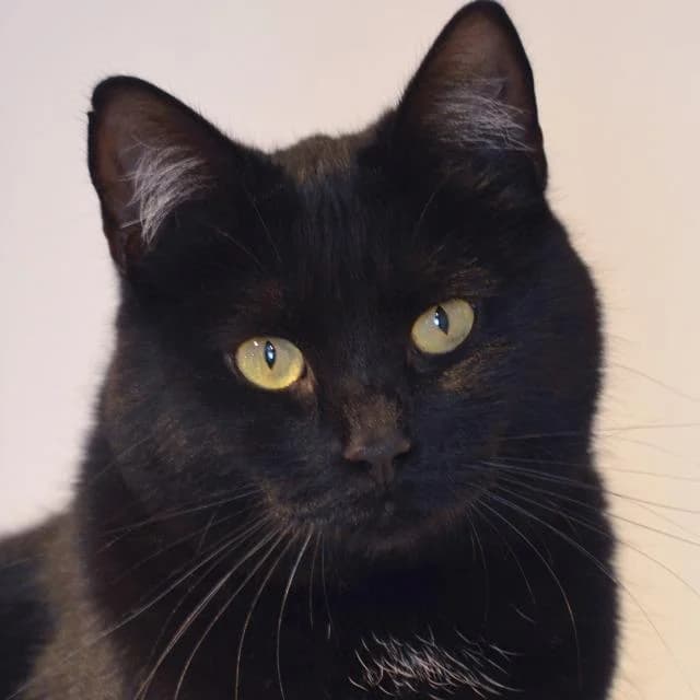 Maiken,  Mixed Breed for adoption at Norway