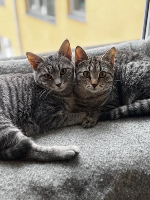 Martha og Lizzy,  Mixed Breed for adoption at FOD, Oslo