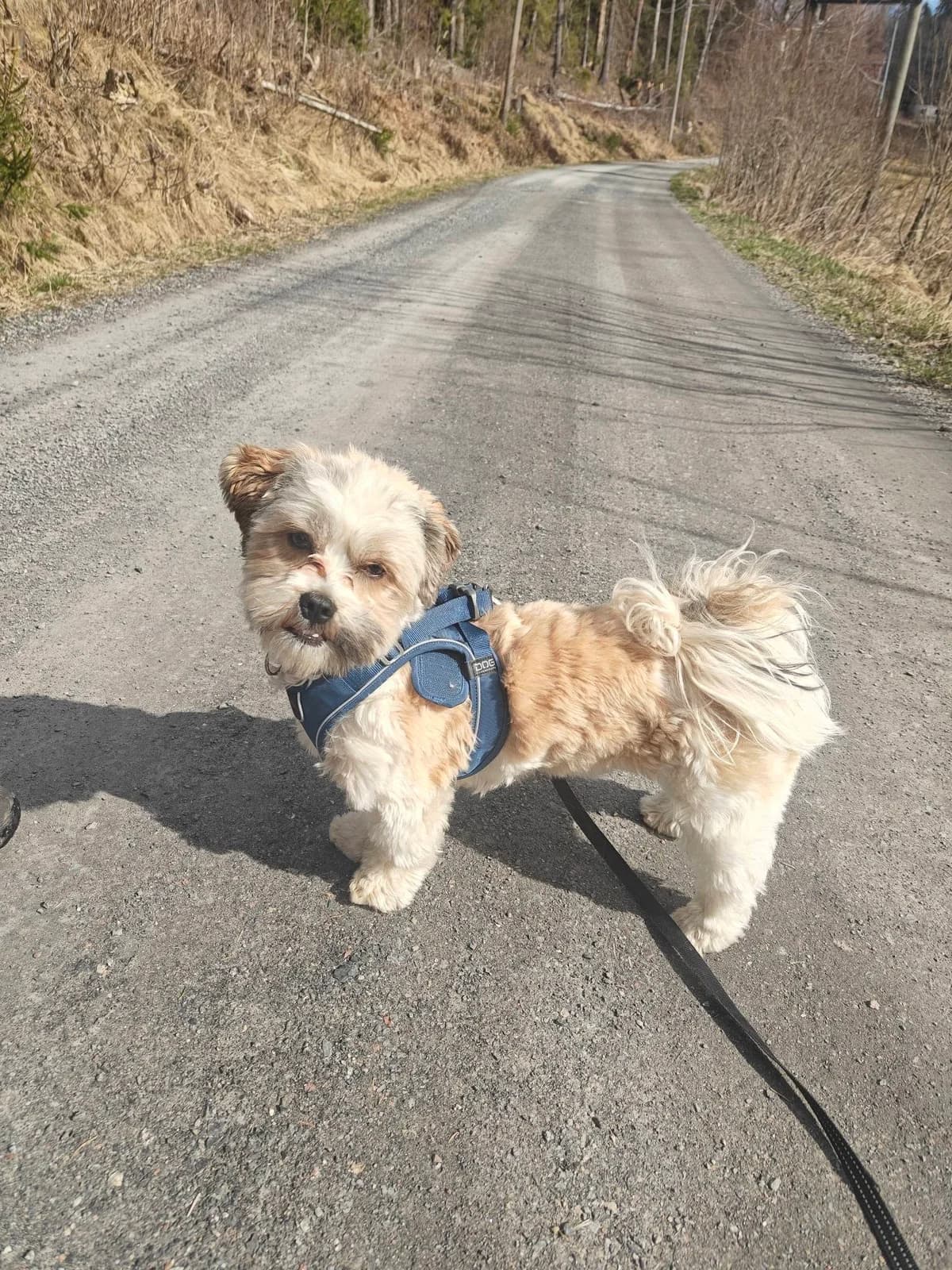 Melis,  Mixed Breed for adoption at FOD, Oslo