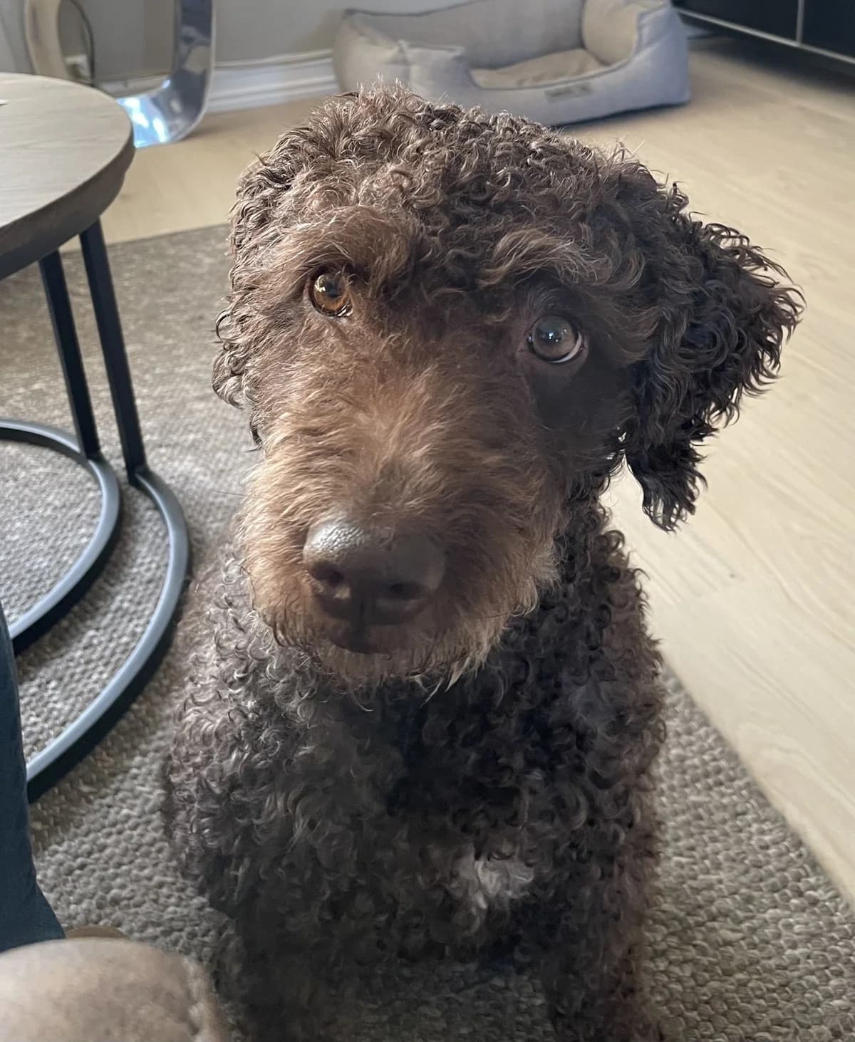 Mollie,  Mixed Breed for adoption at Norway