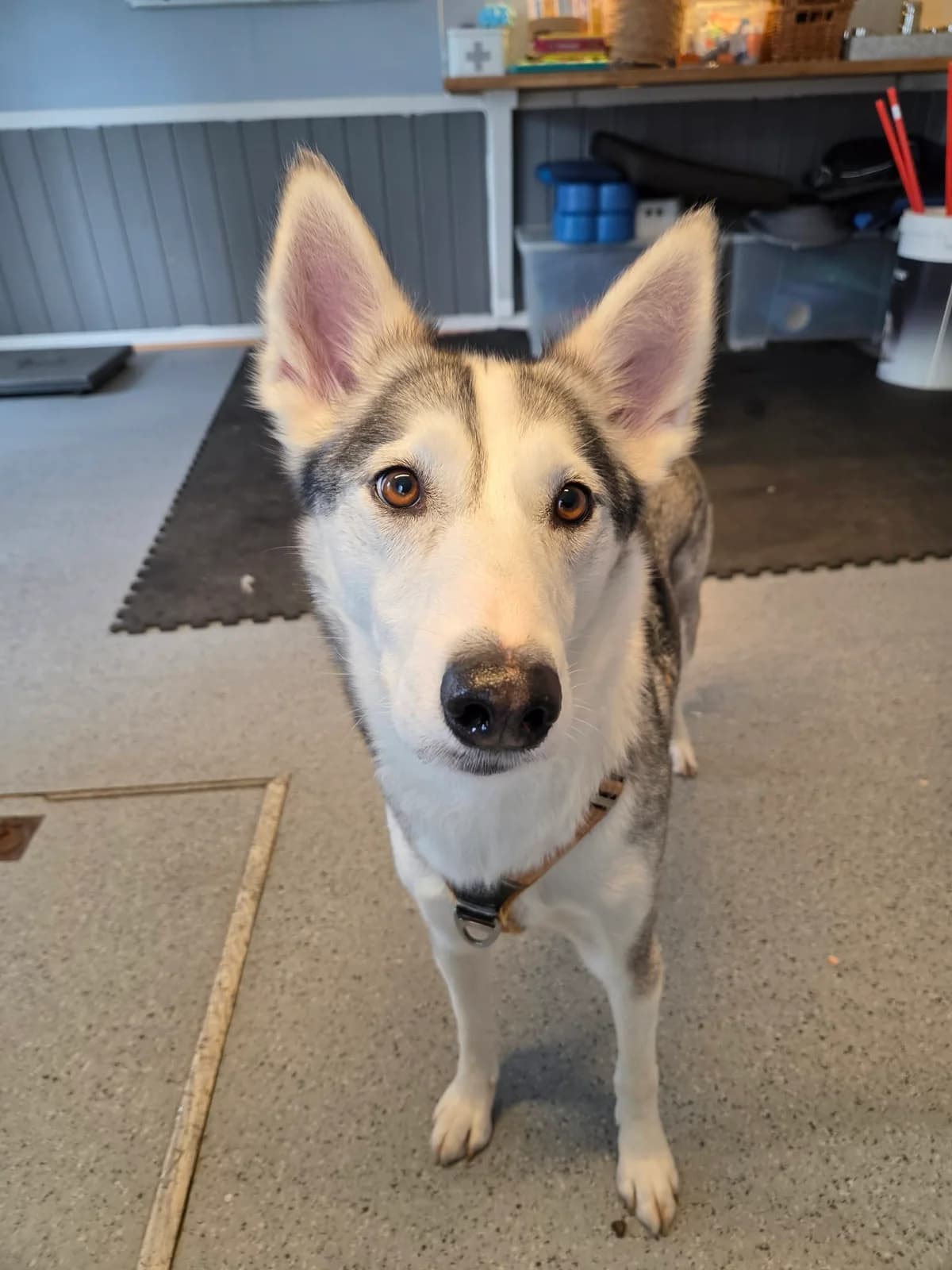 Skye,  Mixed Breed for adoption at FOD, Oslo