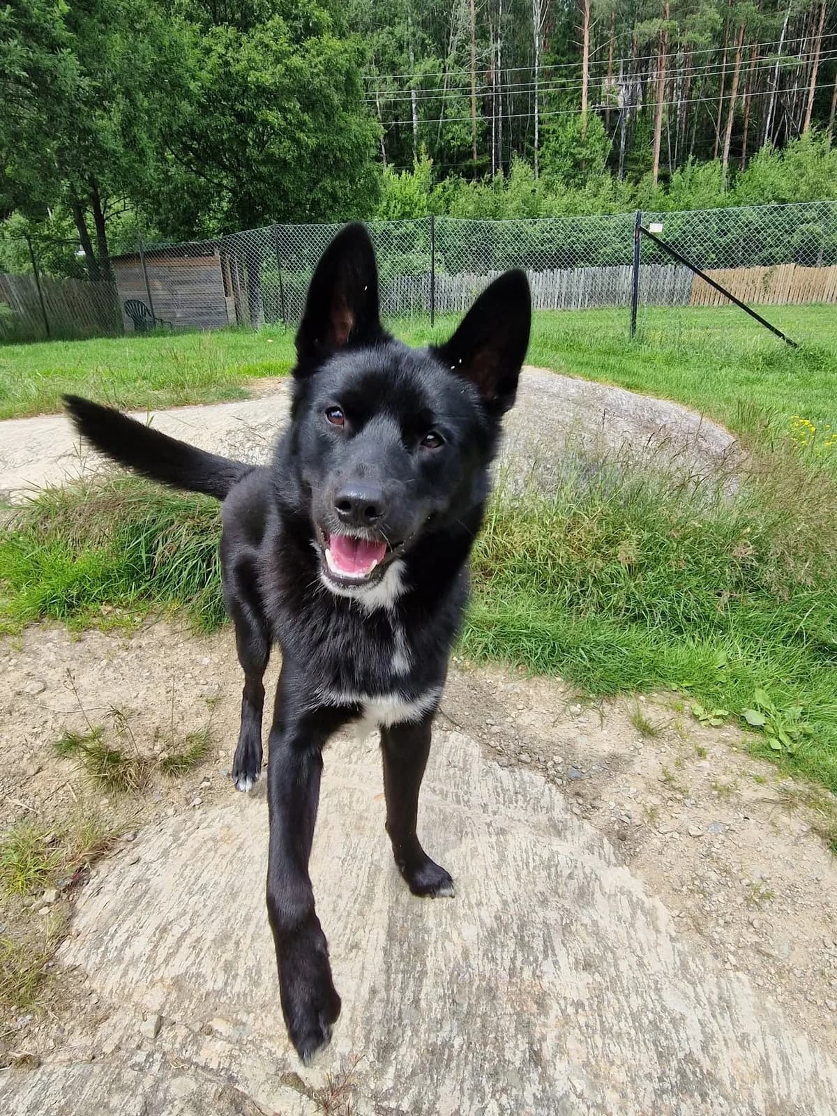 Tassen,  young Mixed Breed for adoption at FOD, Oslo