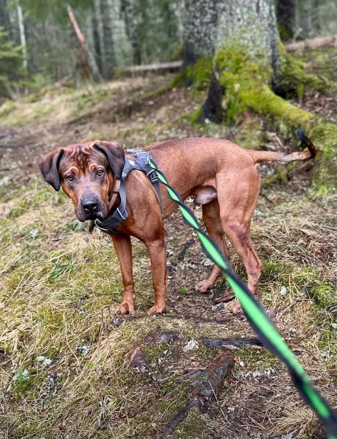 Tussi,  Mixed Breed for adoption at Norway