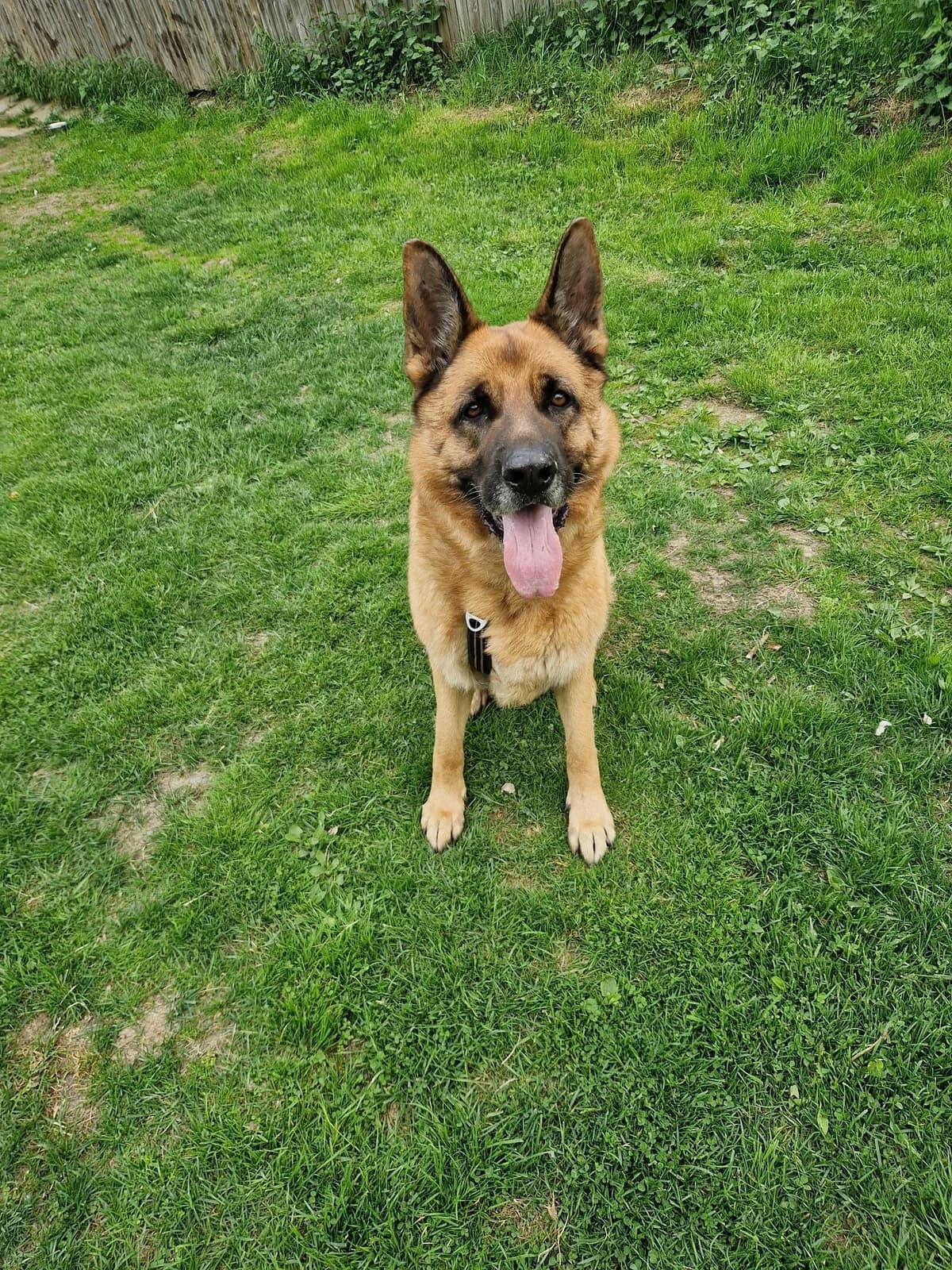 Ulrik,  7yo Mixed Breed for adoption at FOD, Oslo