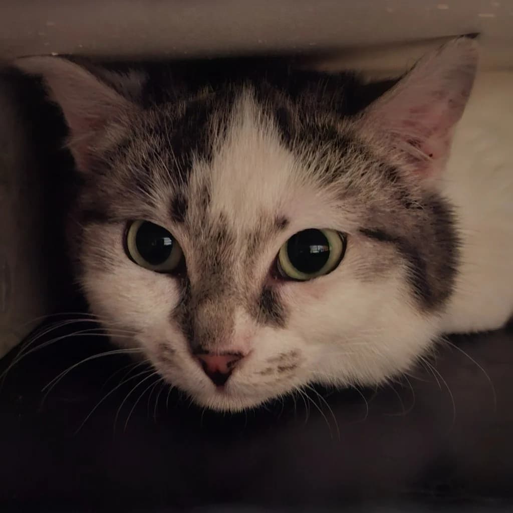 Ungkatter koloni,  Mixed Breed for adoption at FOD, Oslo