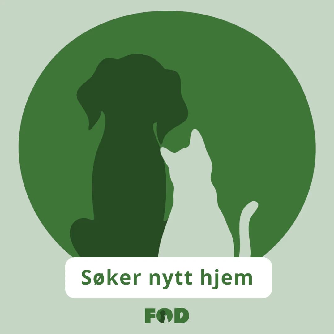 Valti,  Mixed Breed for adoption at Norway