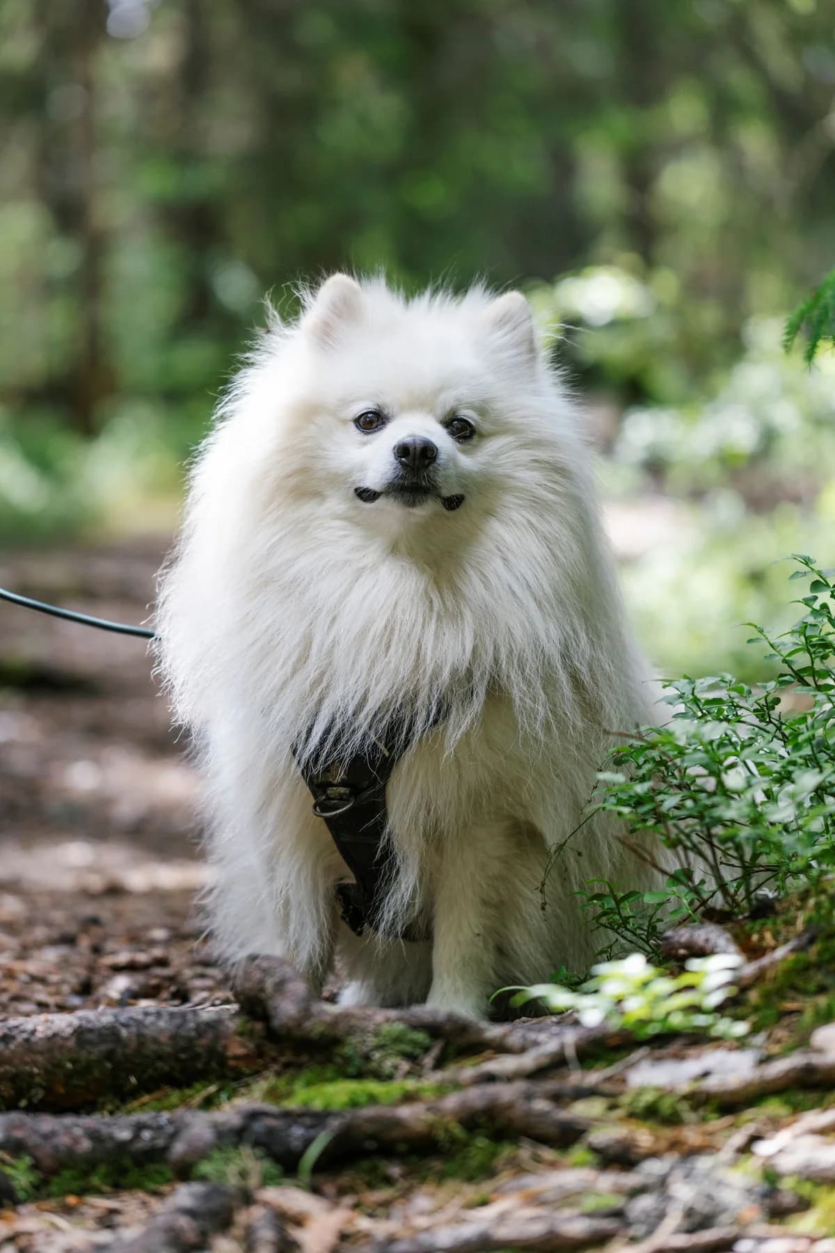 Zimba,  5yo Mixed Breed for adoption at FOD, Oslo