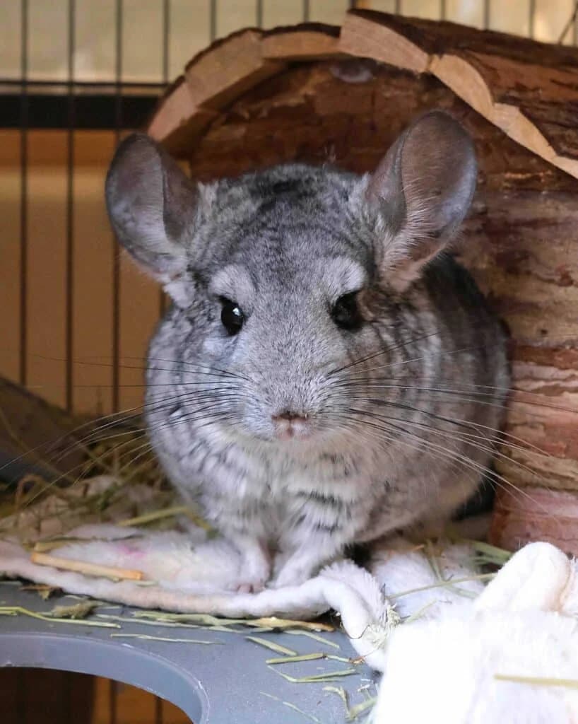 Pascal, male 3yo Chinchilla for adoption at Dyrebeskyttelsen Oslo, Oslo