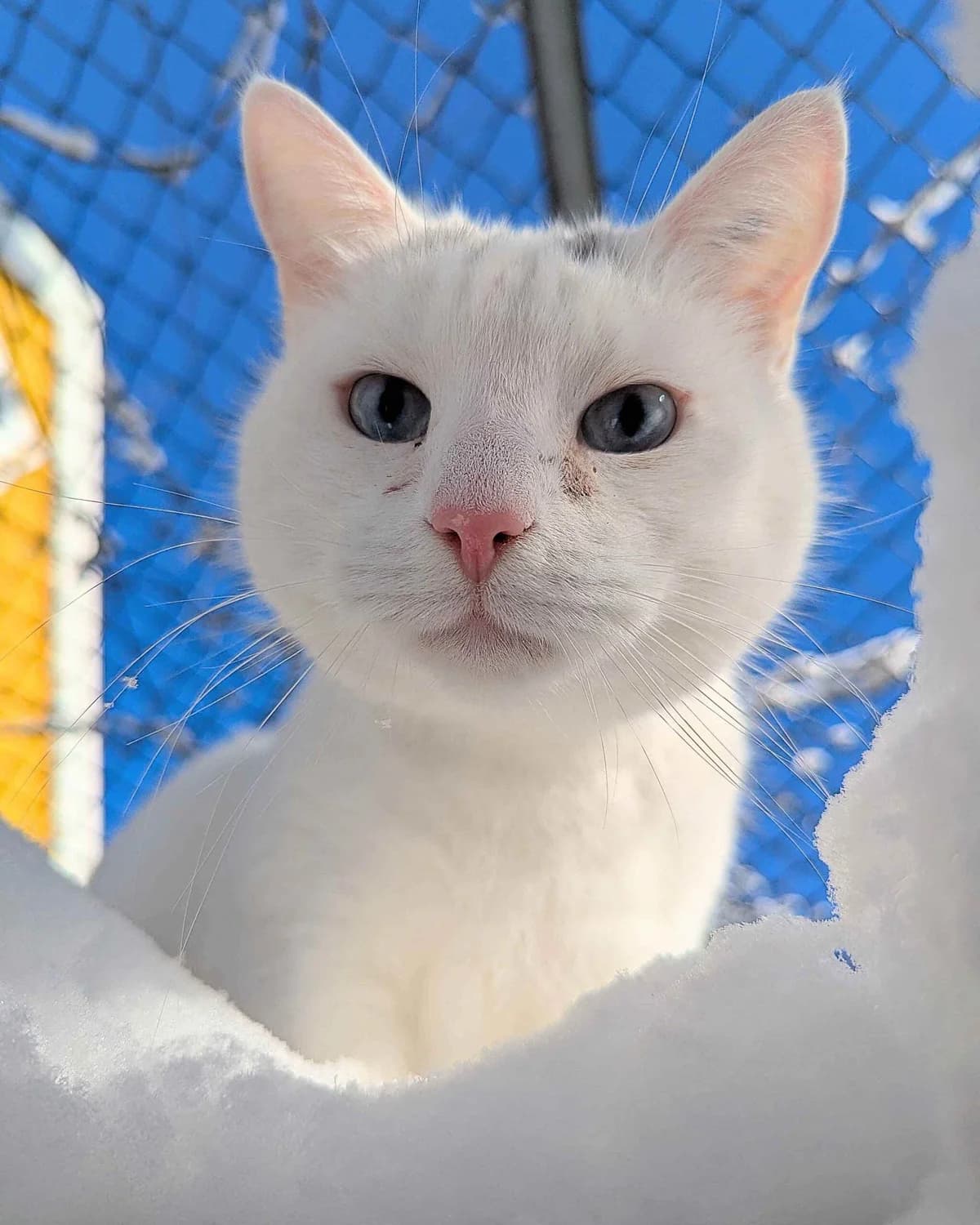 Pelle, male 5yo Mixed Breed for adoption at Dyrebeskyttelsen Oslo, Oslo