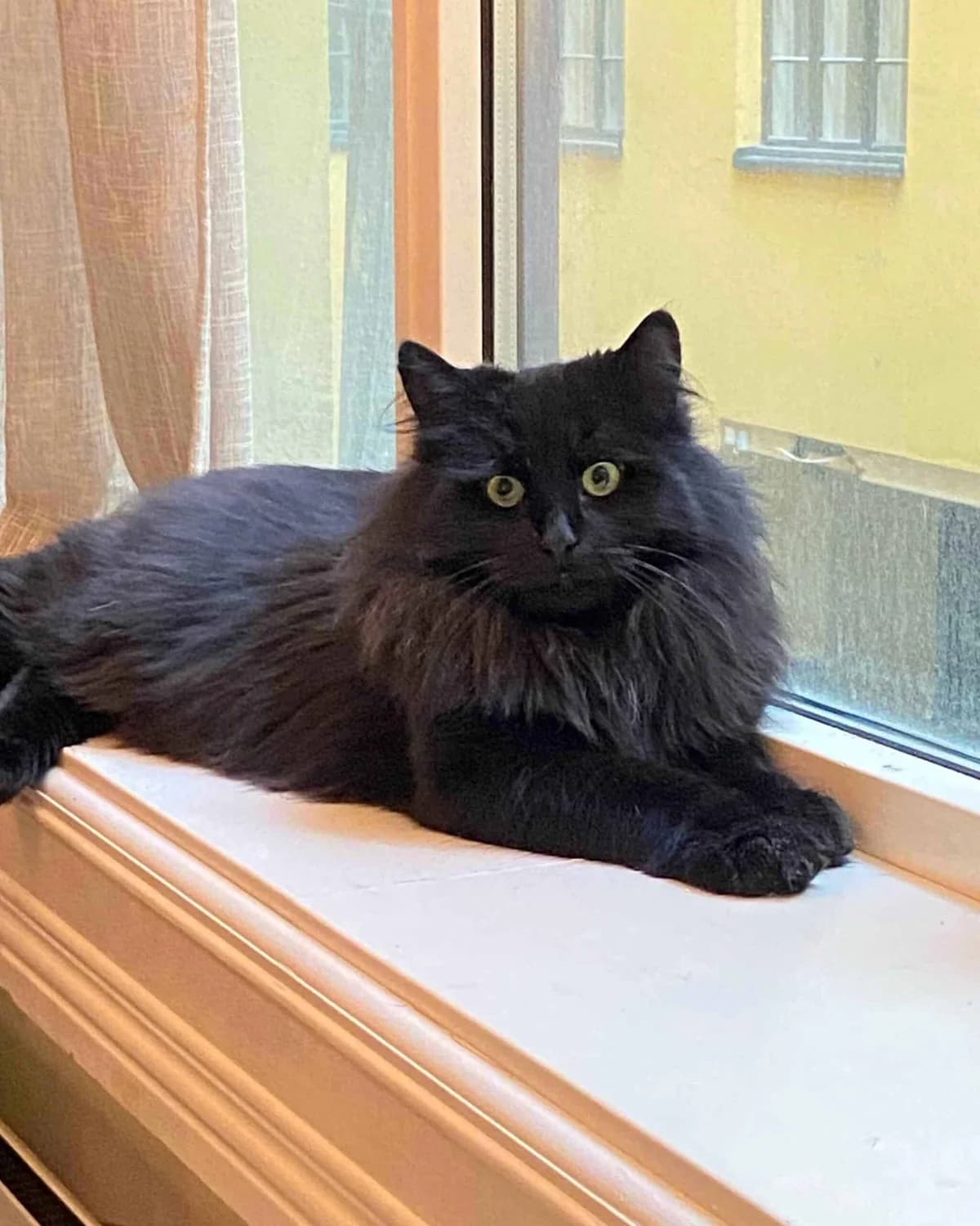 Ramses, male Mixed Breed for adoption at Dyrebeskyttelsen Oslo, Oslo