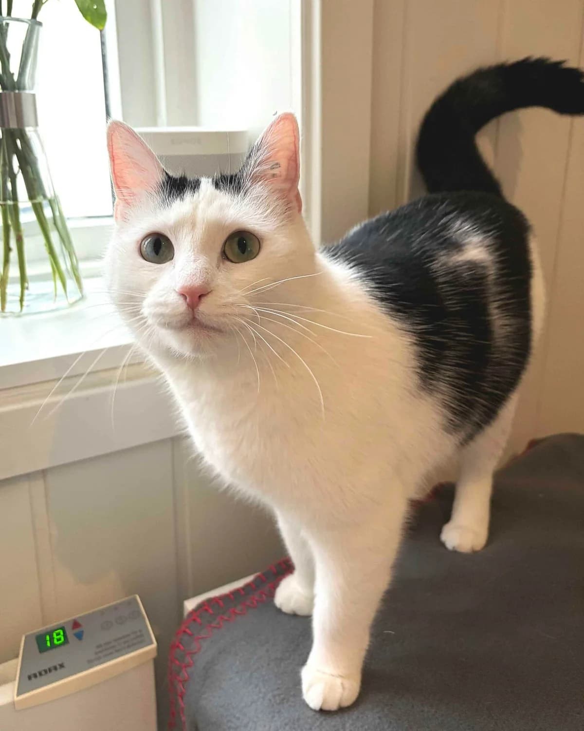 Shira, female Domestic Shorthair for adoption at Dyrebeskyttelsen Oslo, Oslo