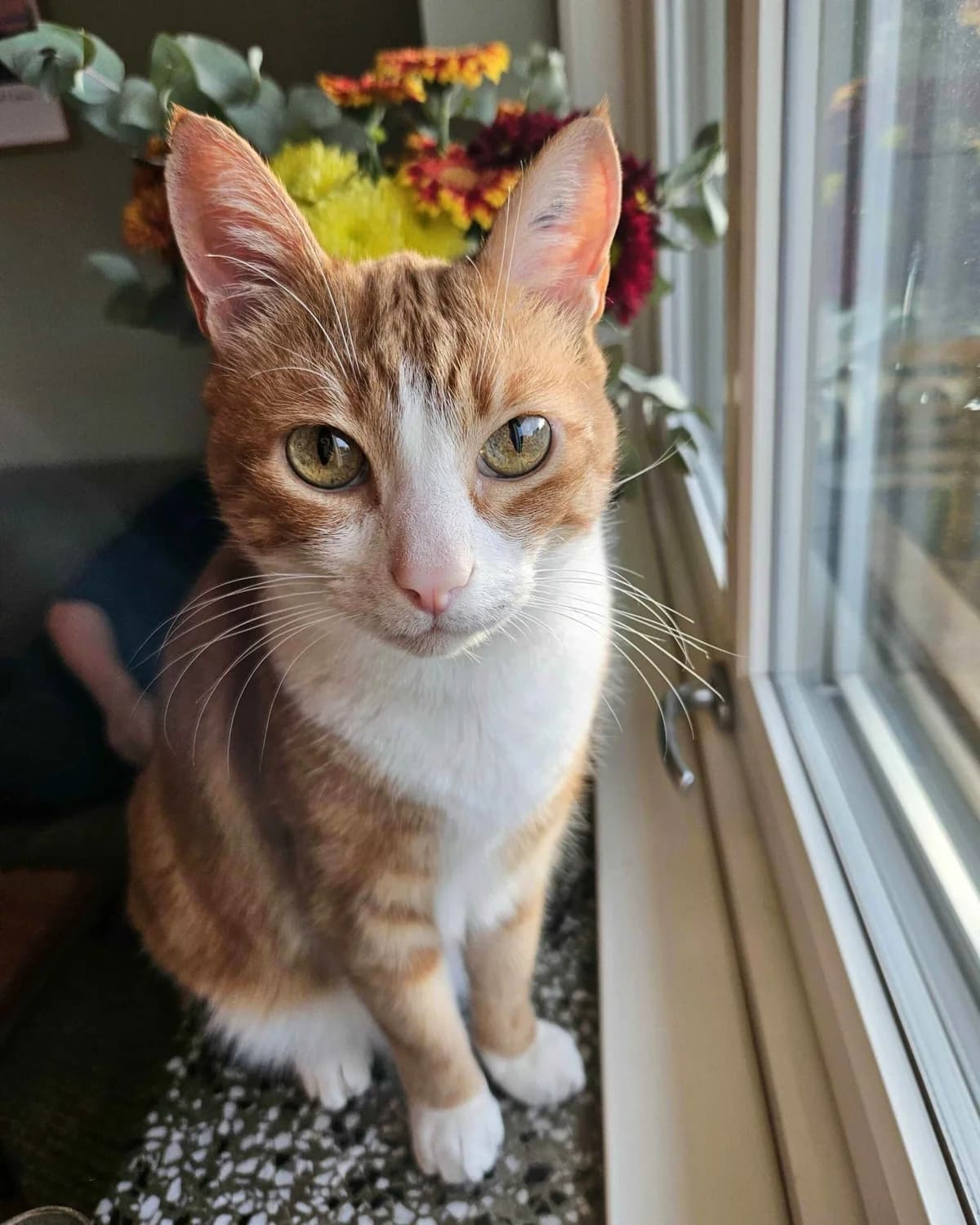 Simba, male senior Domestic Shorthair for adoption at Dyrebeskyttelsen Oslo, Oslo