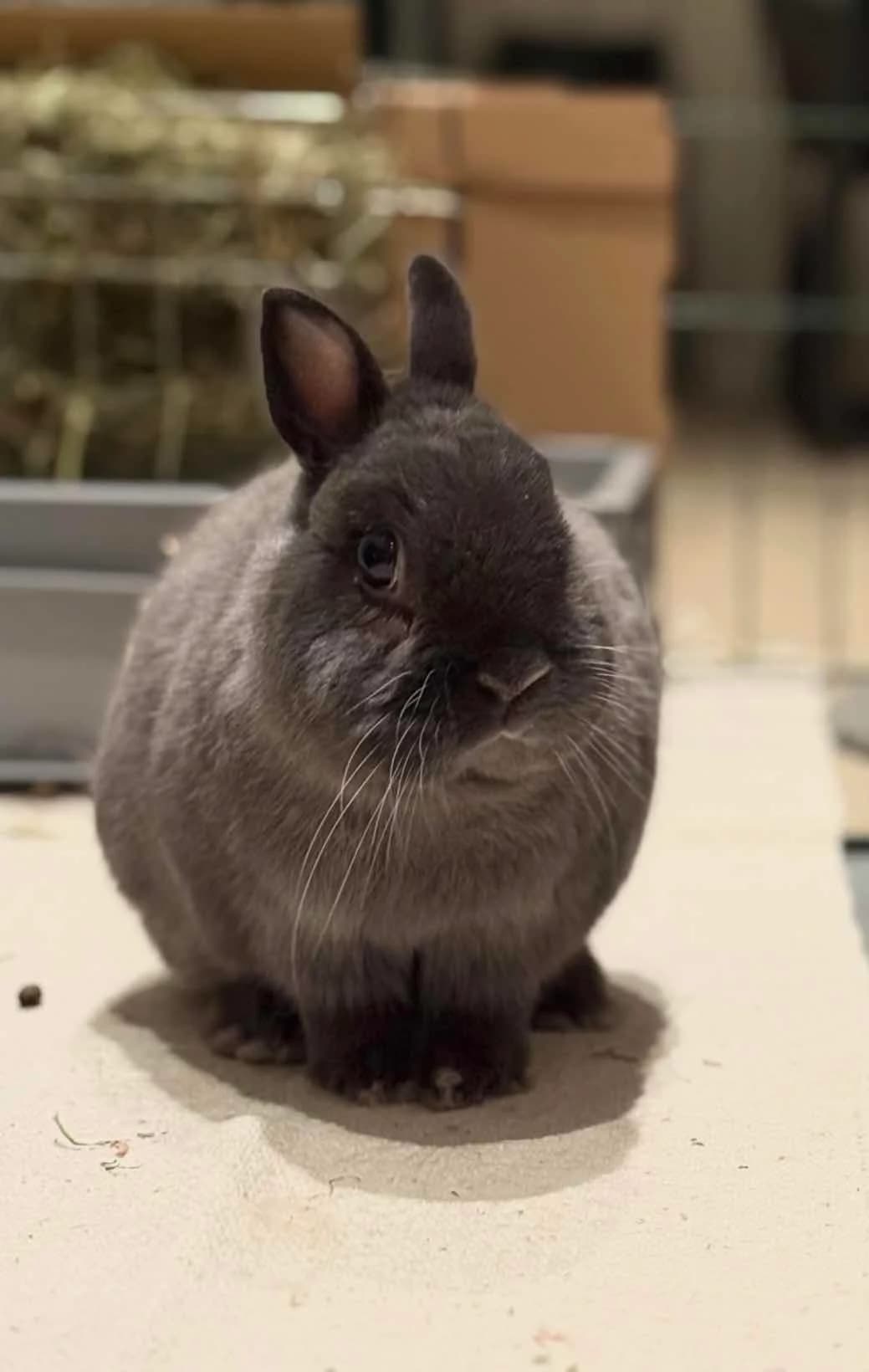 Sindre og venninne, female Mixed Breed for adoption at Dyrebeskyttelsen Oslo, Oslo