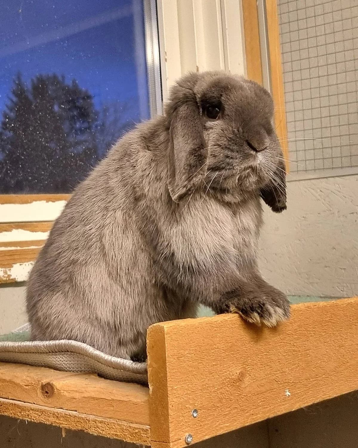 Snickers, male Mixed Breed for adoption at Dyrebeskyttelsen Oslo, Oslo