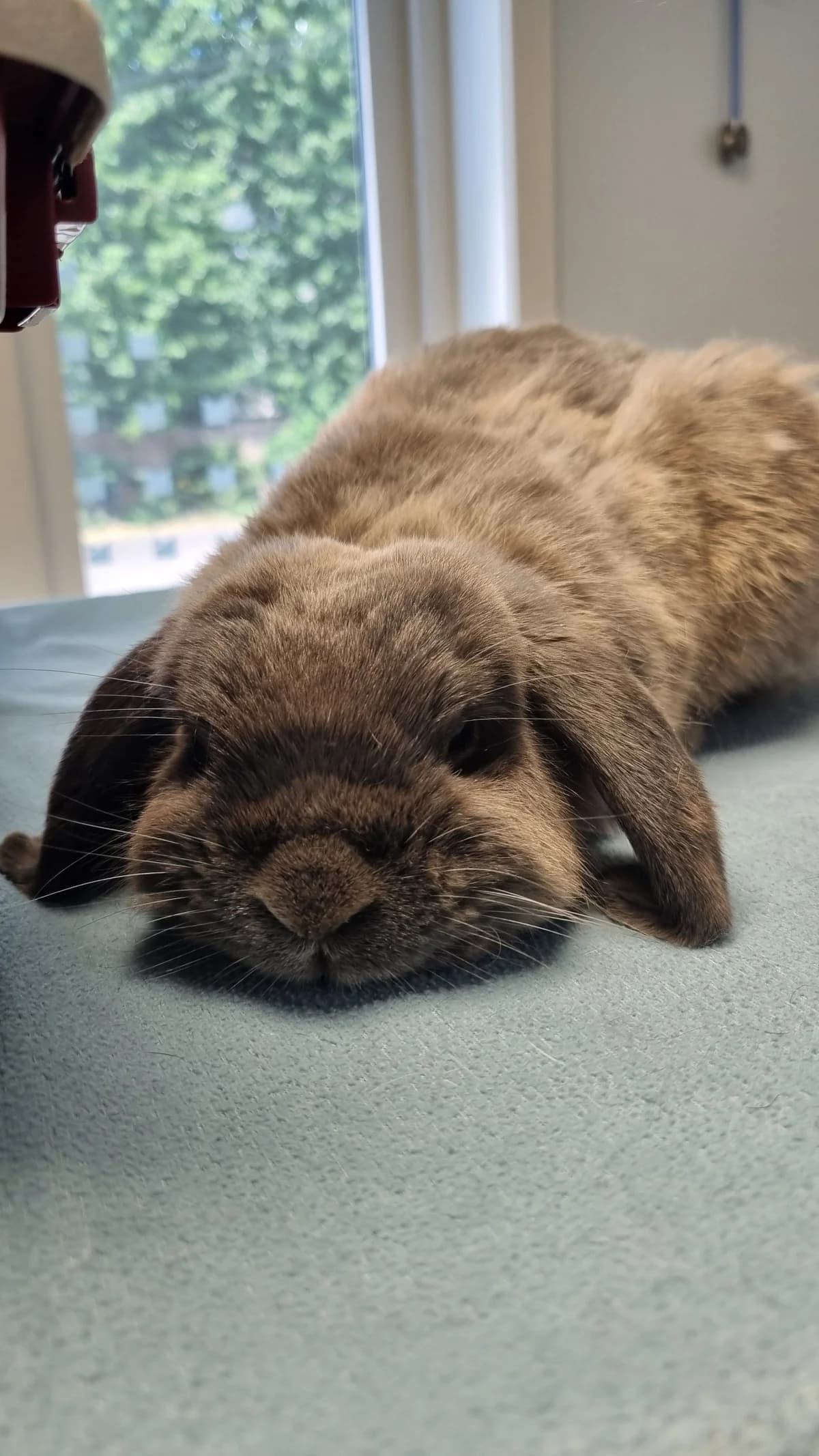Snickers, grey male Mixed Breed for adoption at Dyrebeskyttelsen Oslo, Oslo — photo 2 of 5