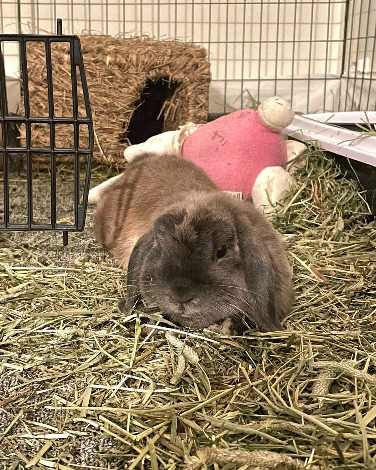 Snickers, grey male Mixed Breed for adoption at Dyrebeskyttelsen Oslo, Oslo — photo 3 of 5