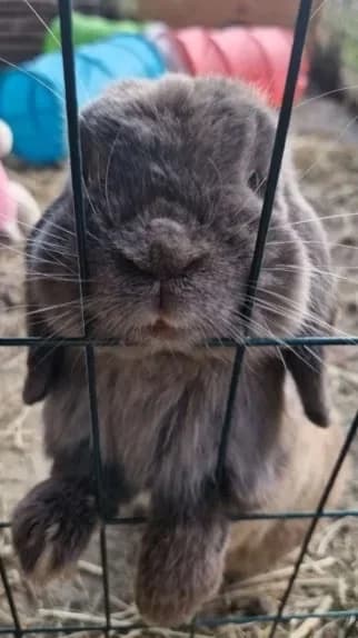 Snickers, grey male Mixed Breed for adoption at Dyrebeskyttelsen Oslo, Oslo — photo 4 of 5