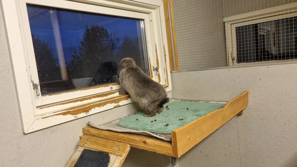 Snickers, grey male Mixed Breed for adoption at Dyrebeskyttelsen Oslo, Oslo — photo 5 of 5