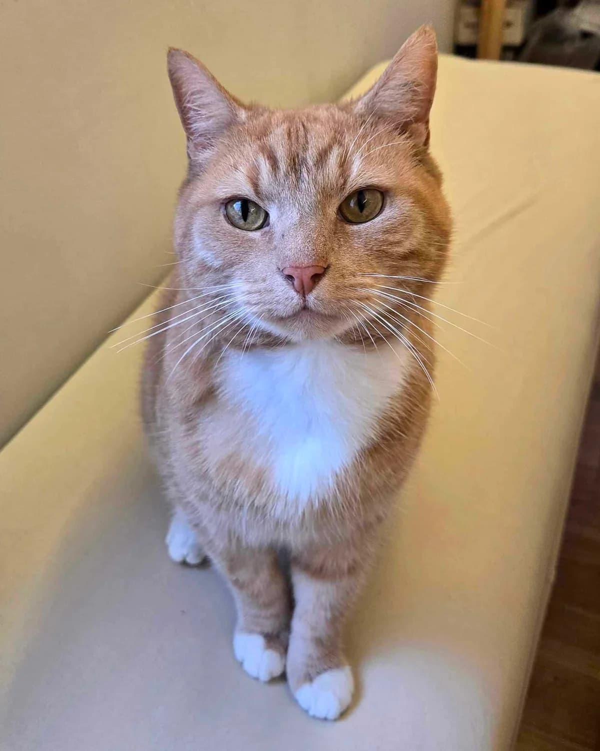 Snurre, male Domestic Shorthair for adoption at Dyrebeskyttelsen Oslo, Oslo