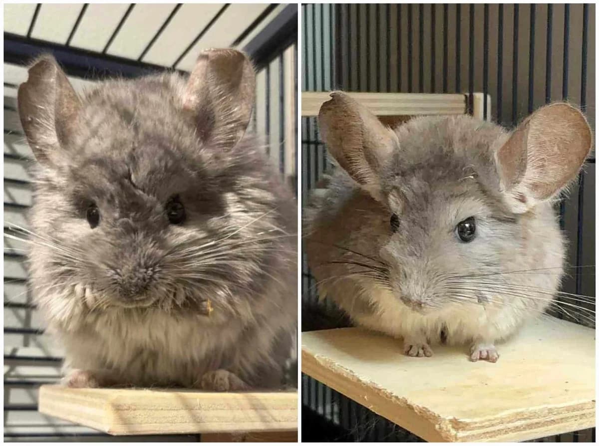 Soya og Selleri, female 3yo Chinchilla for adoption at Dyrebeskyttelsen Oslo, Oslo