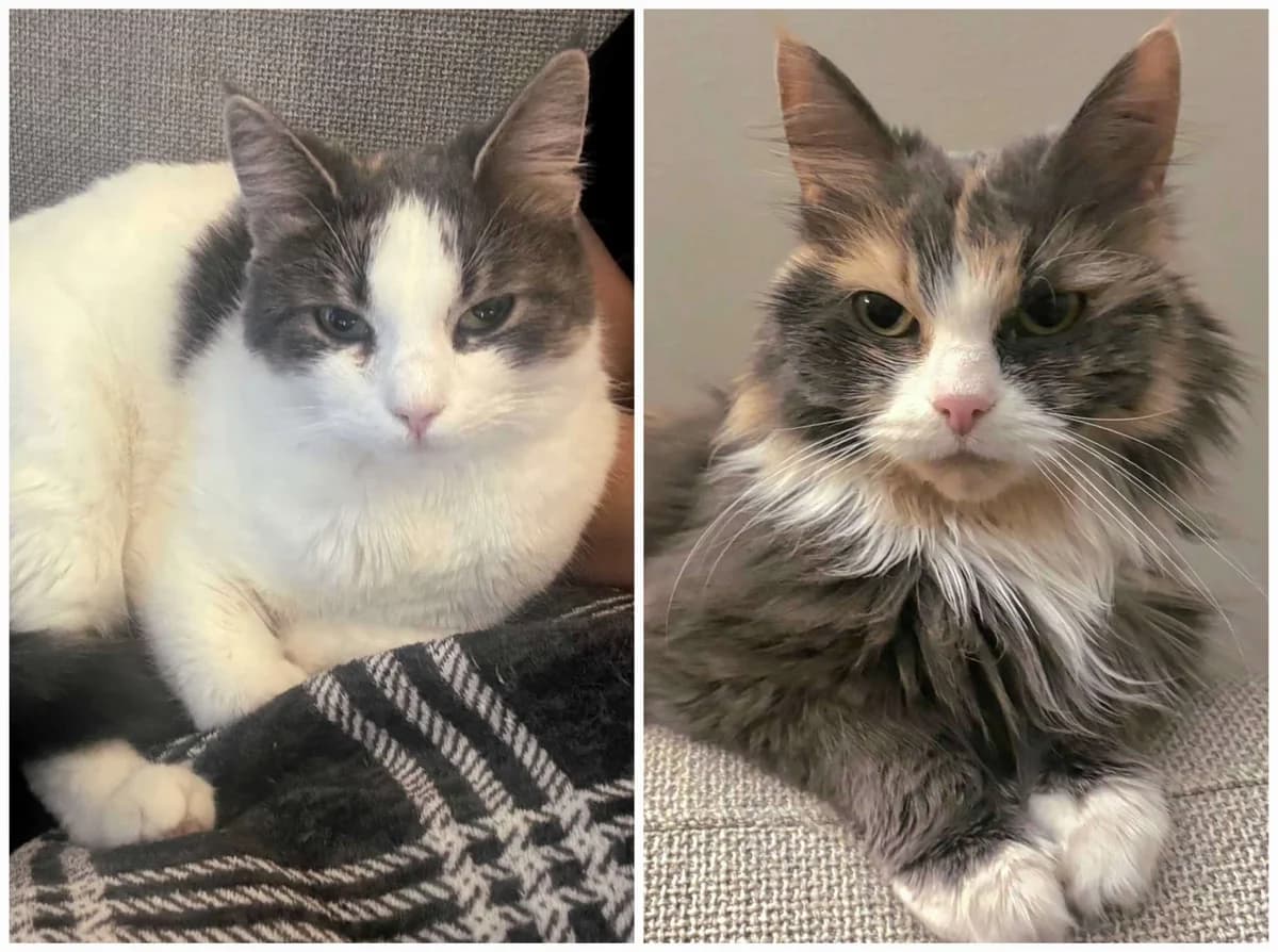 Sussie og Pernille, female 5yo Mixed Breed for adoption at Dyrebeskyttelsen Oslo, Oslo