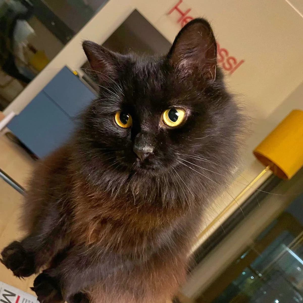 Vaiana, female Domestic Shorthair for adoption at Dyrebeskyttelsen Oslo, Oslo