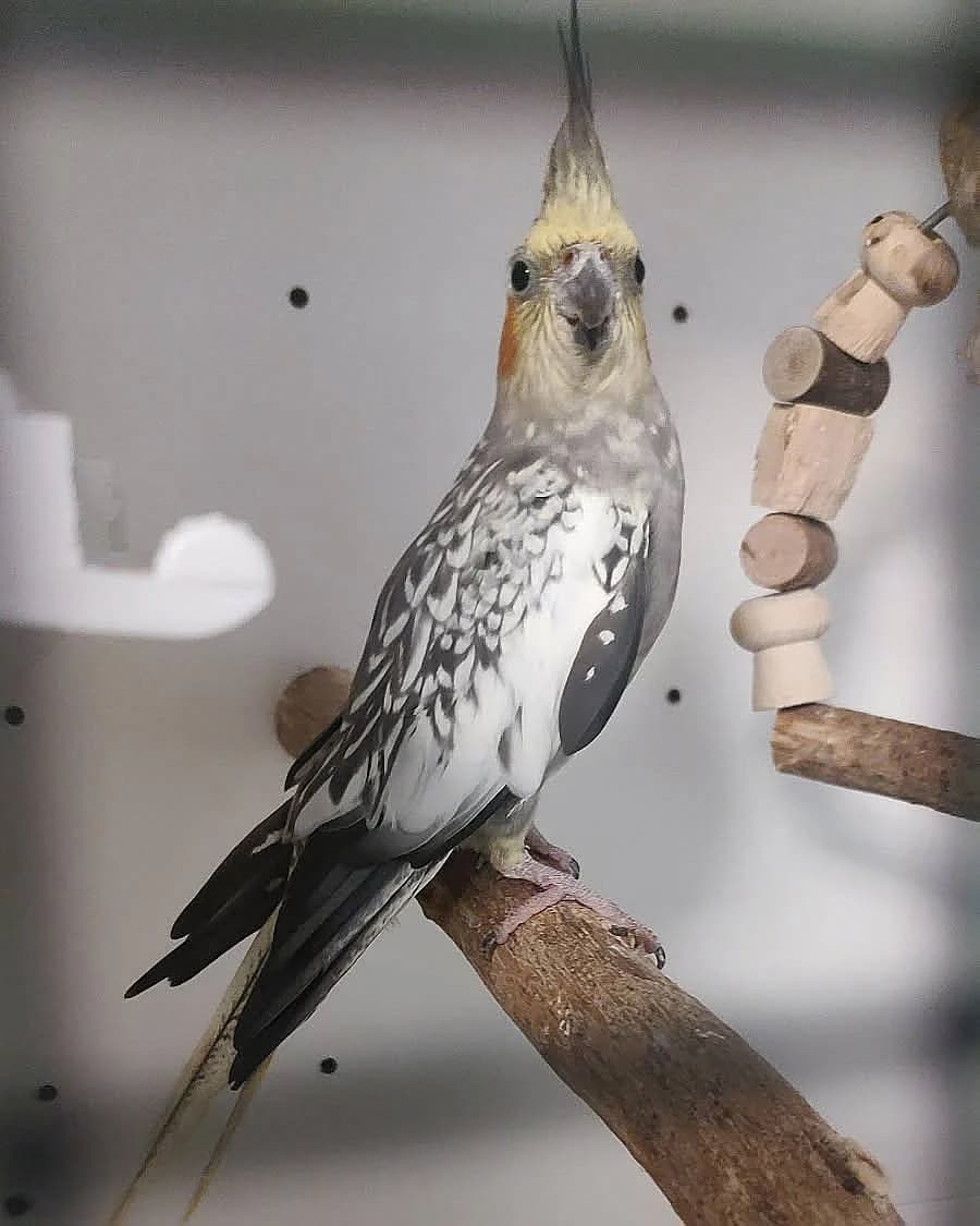Valnøtt, female senior Cockatiel for adoption at Dyrebeskyttelsen Oslo, Oslo