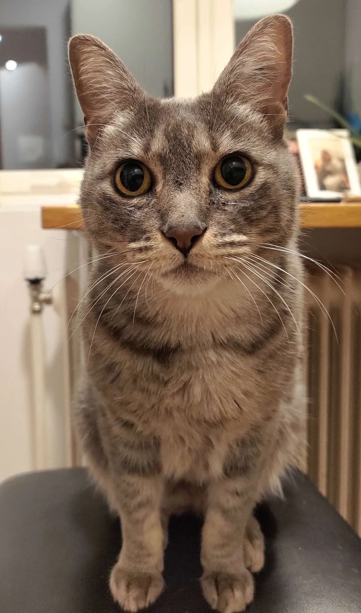 Vixen, male 7yo Mixed Breed for adoption at Dyrebeskyttelsen Oslo, Oslo