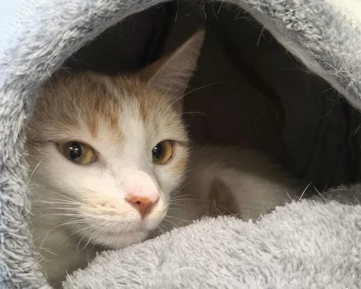 Rafaela,  (Schronisko Na Paluchu)