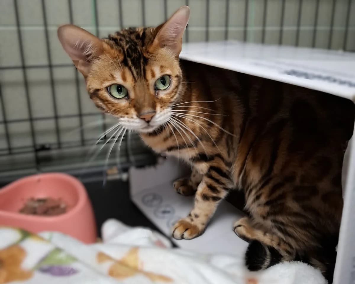 Leopardeta, female 5yo Bengal for adoption at Schronisko Na Paluchu, Warsaw