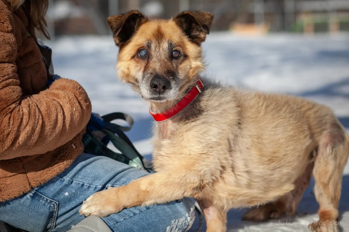 Oreo, male senior mixed breed for adoption at Schronisko Na Paluchu, Warsaw