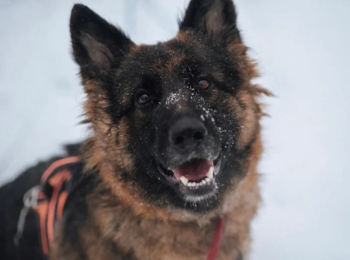 Odin, male young mixed breed for adoption at Schronisko Na Paluchu, Warsaw