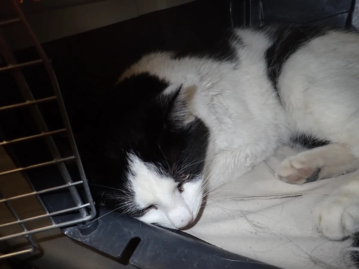 Gerda, female senior mixed breed for adoption at Schronisko Na Paluchu, Warsaw