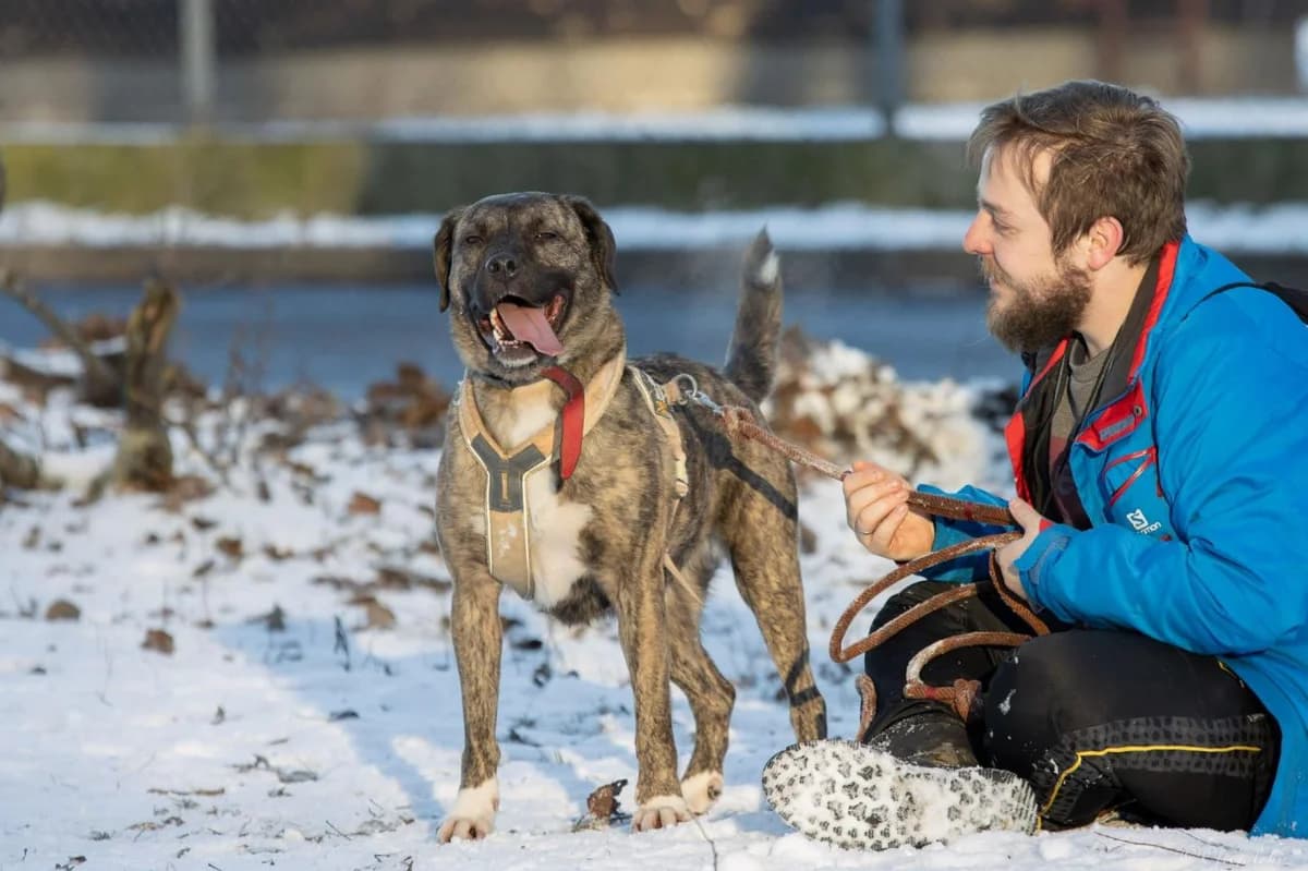 Talia, female 5yo mixed breed for adoption at Schronisko Na Paluchu, Warsaw