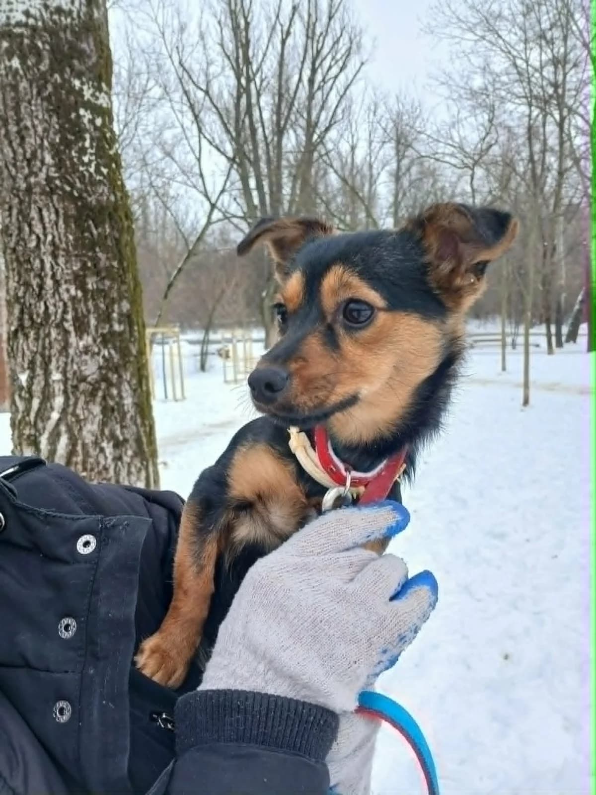 Myko, male puppy mixed breed for adoption at Schronisko Na Paluchu, Warsaw