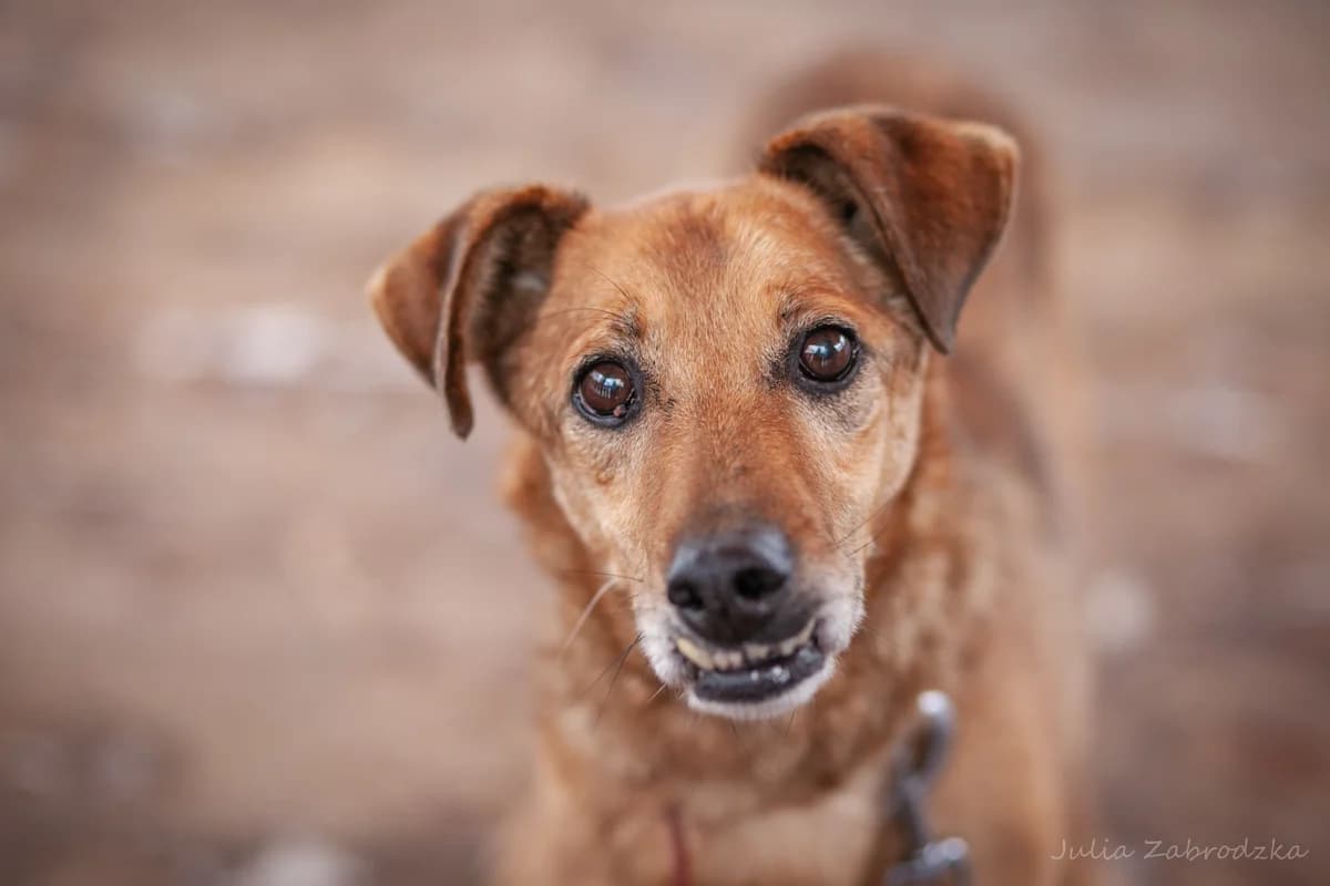 Yogi, male senior mixed breed for adoption at Schronisko Na Paluchu, Warsaw