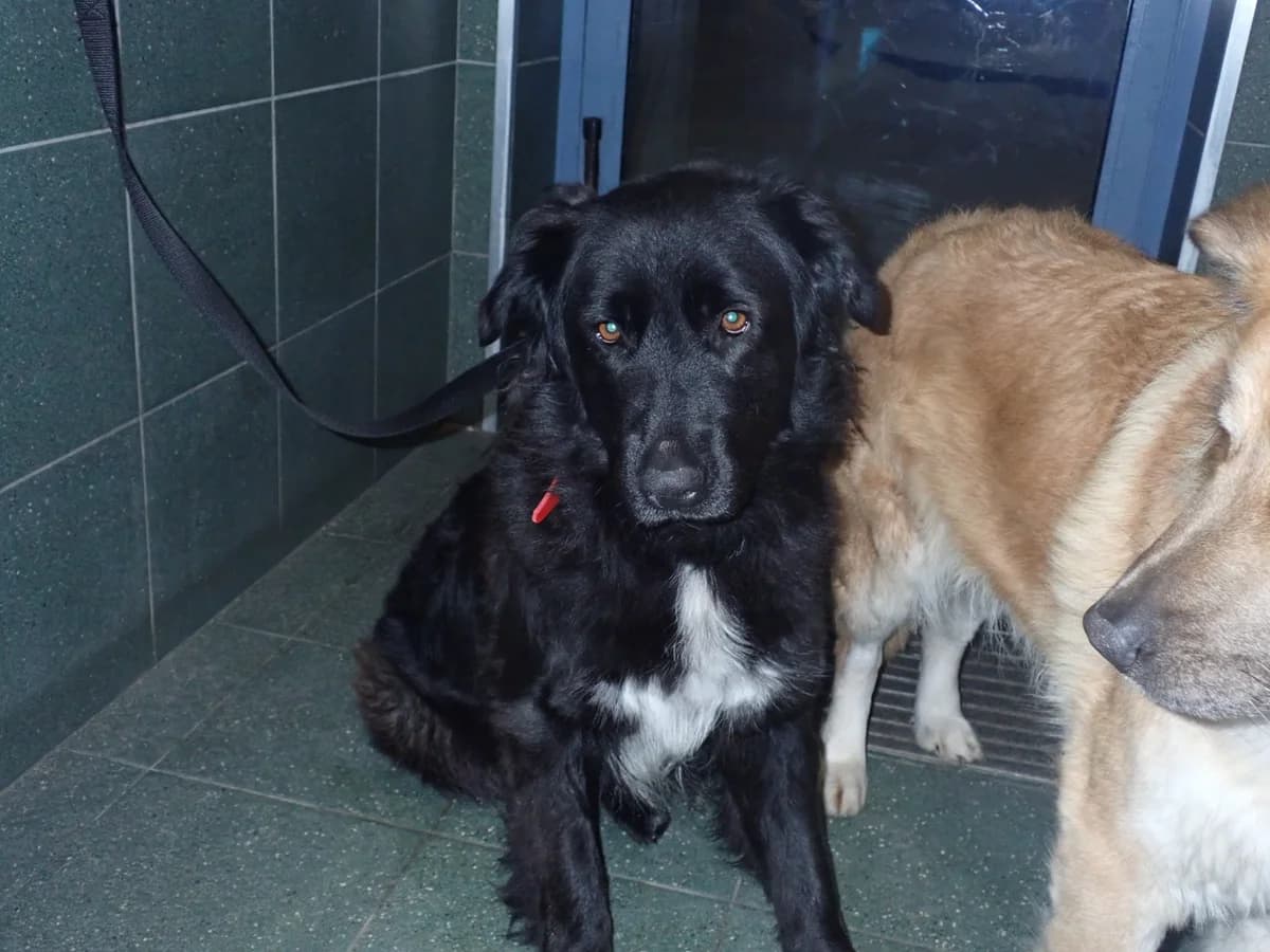 Yen, female 6yo mixed breed for adoption at Schronisko Na Paluchu, Warsaw