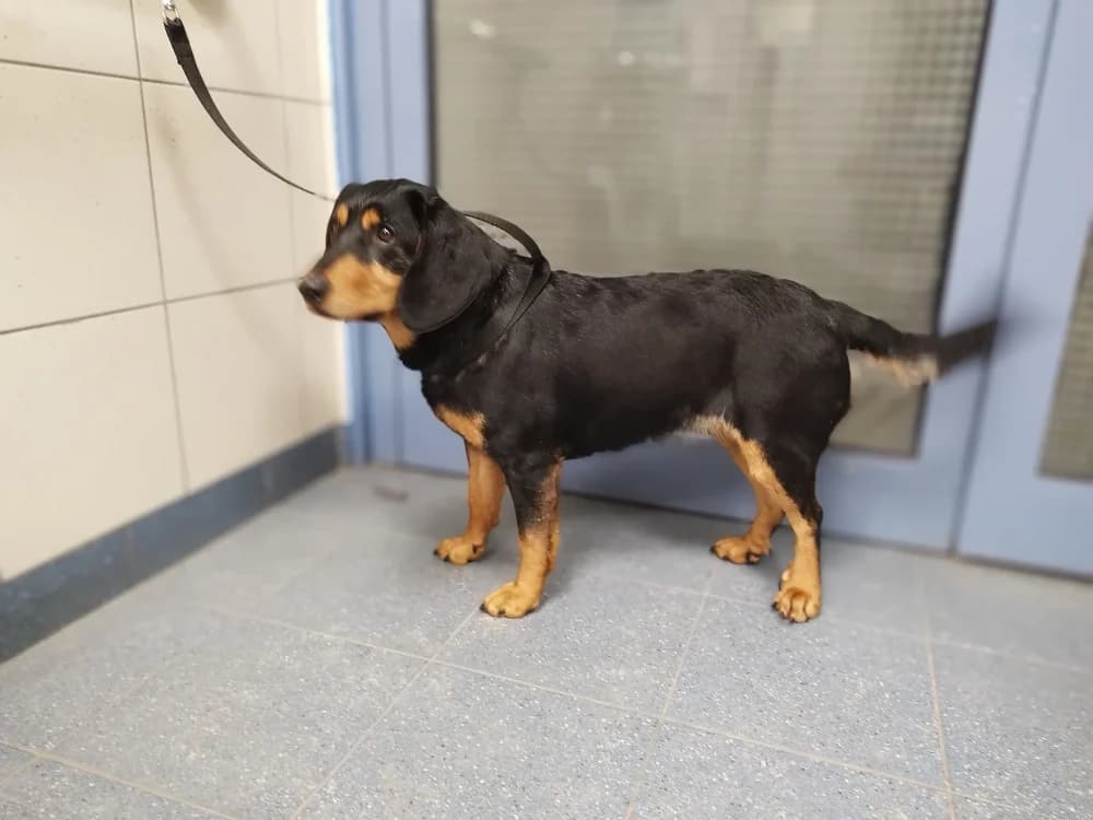 0065/26, female mixed breed for adoption at Schronisko Na Paluchu, Warsaw