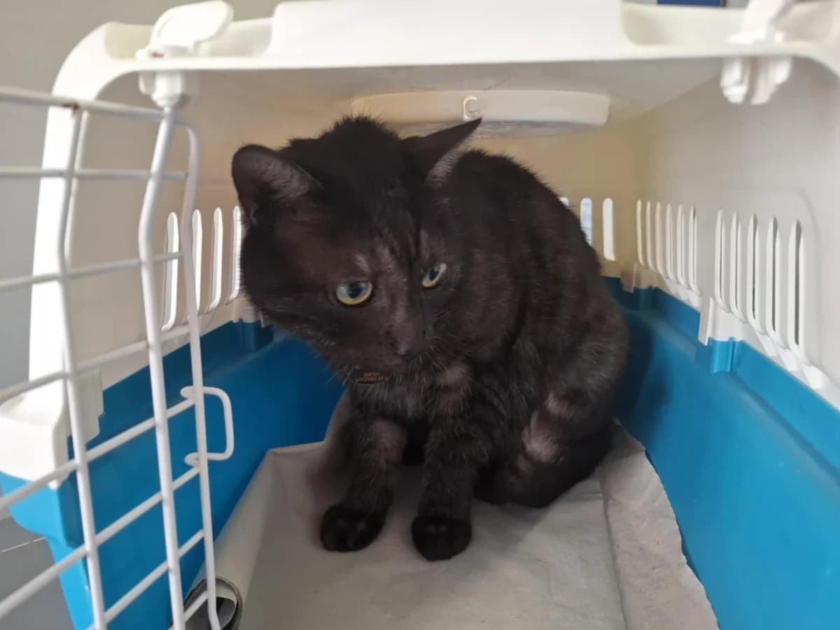 0066/26, female mixed breed for adoption at Schronisko Na Paluchu, Warsaw