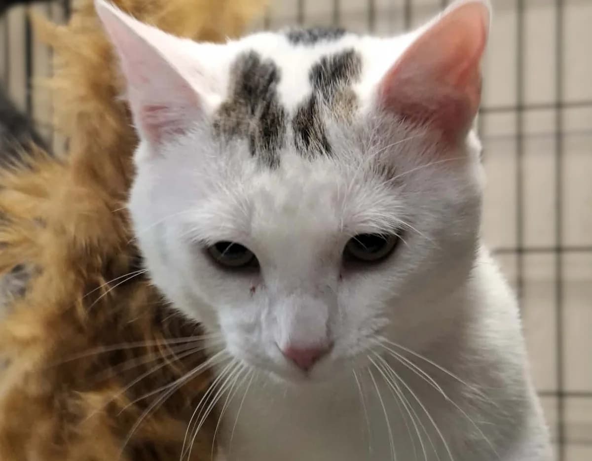 0072/26, white female mixed breed for adoption at Schronisko Na Paluchu, Warsaw
