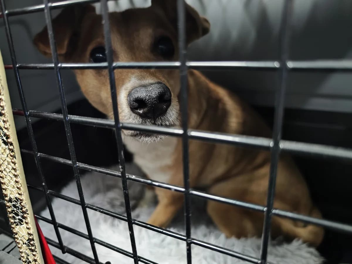 0073/26, male mixed breed for adoption at Schronisko Na Paluchu, Warsaw