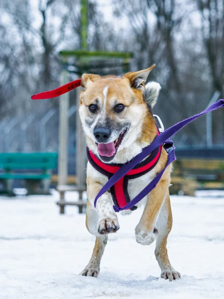 Jimmy, male 3yo mixed breed for adoption at Schronisko Na Paluchu, Warsaw