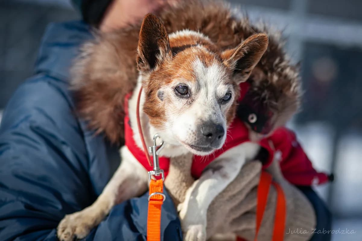 Wafelek, male senior mixed breed for adoption at Schronisko Na Paluchu, Warsaw