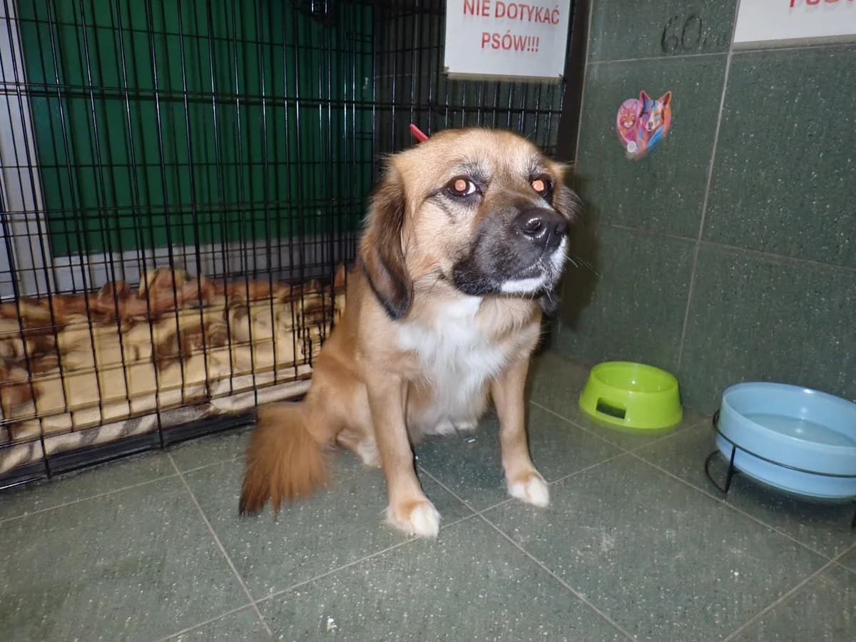 0083/26, male mixed breed for adoption at Schronisko Na Paluchu, Warsaw