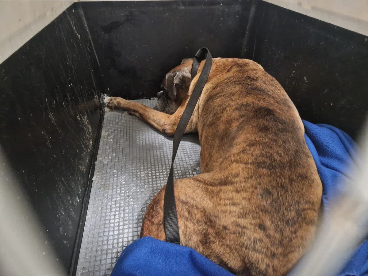 0085/26, female mixed breed for adoption at Schronisko Na Paluchu, Warsaw