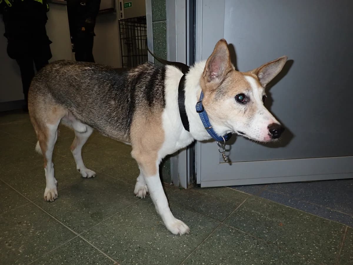 0096/26, male mixed breed for adoption at Schronisko Na Paluchu, Warsaw