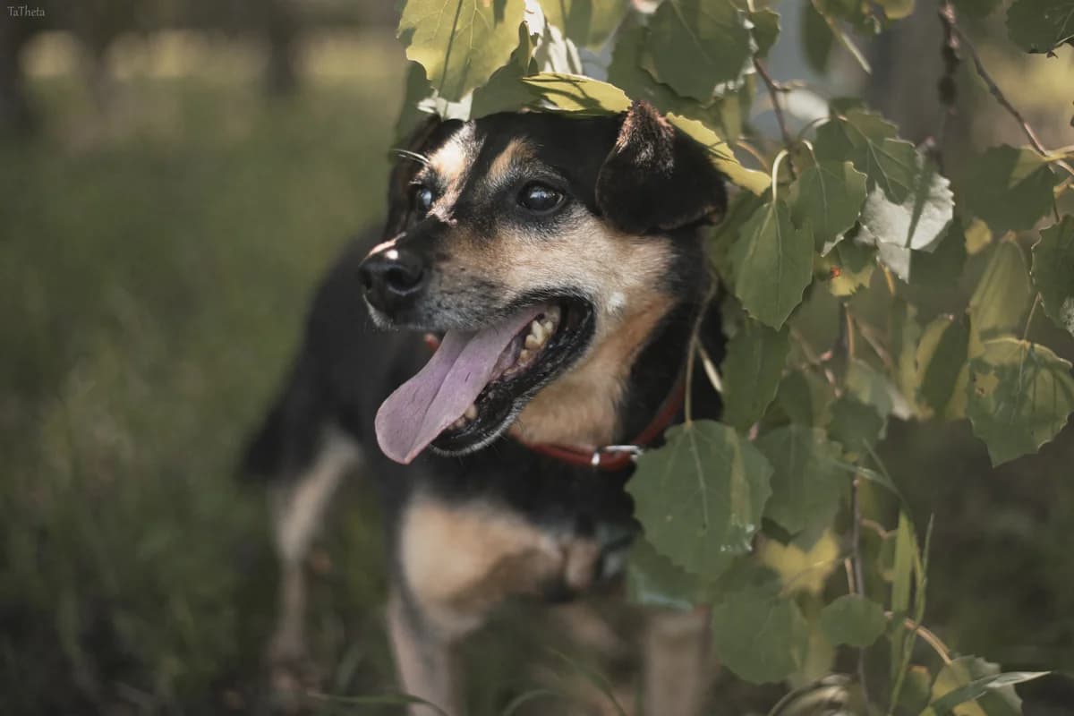 Freud, unknown male mixed breed for adoption at Schronisko Na Paluchu, Warsaw