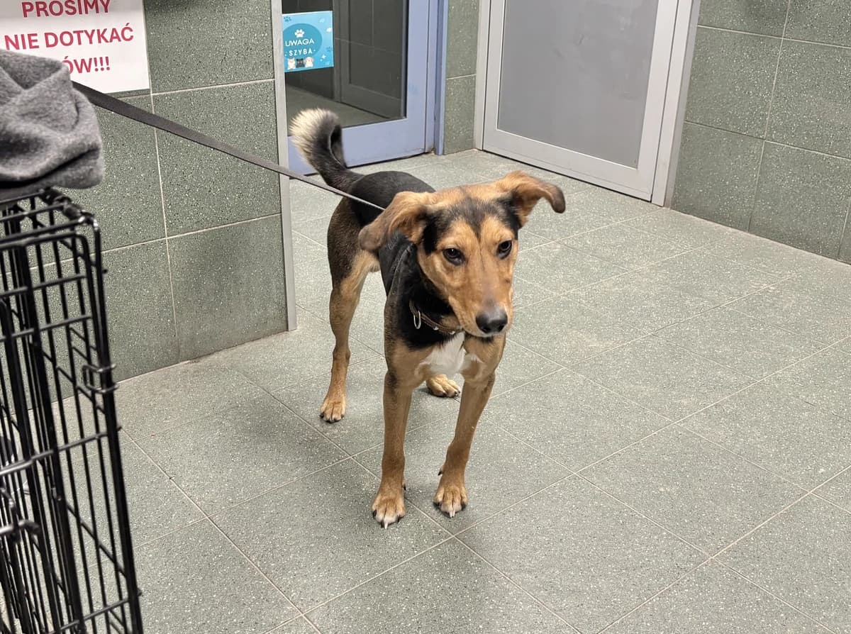 0101/26, male mixed breed for adoption at Schronisko Na Paluchu, Warsaw