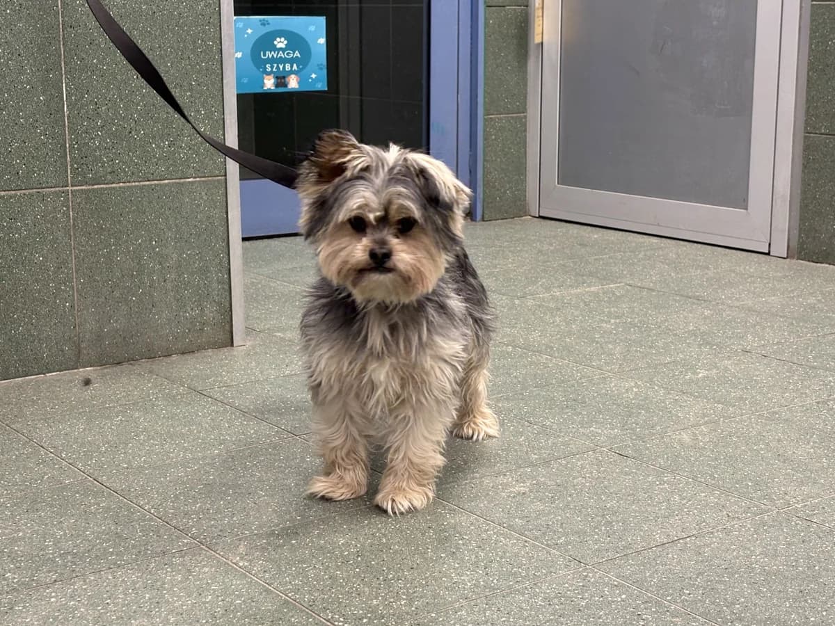 0110/26, male 3yo Yorkshire Terrier for adoption at Schronisko Na Paluchu, Warsaw
