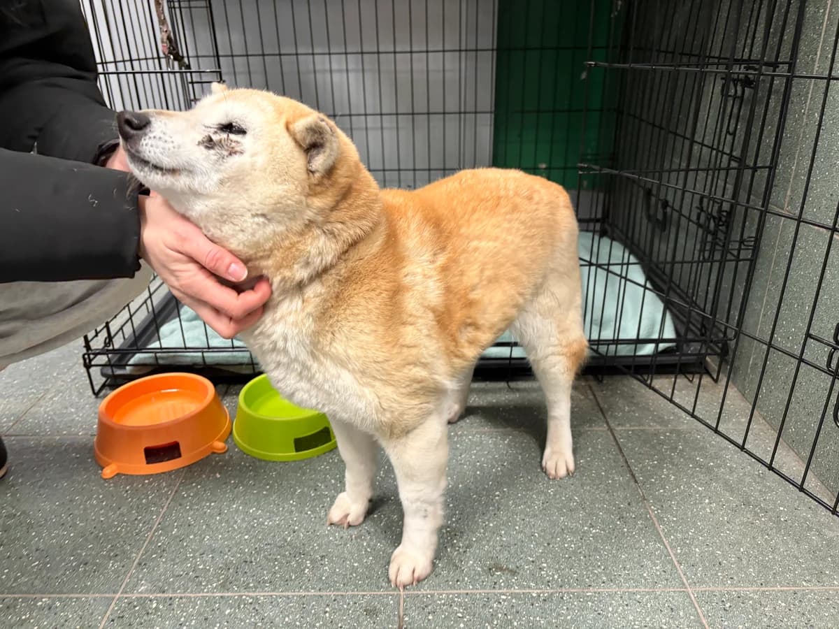 0118/26, female mixed breed for adoption at Schronisko Na Paluchu, Warsaw